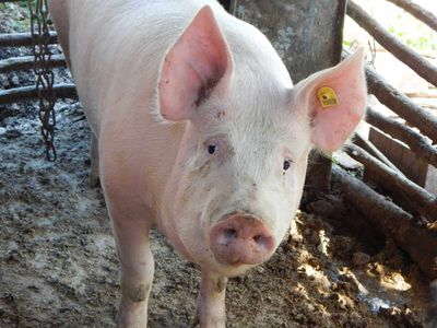 Hogs Fading Lower on Friday